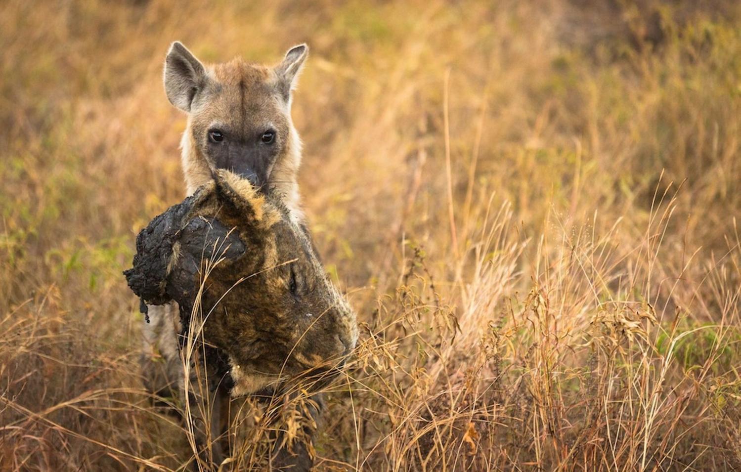 实拍动物捕食的霸气场面, 百兽之王也难逃惨死!