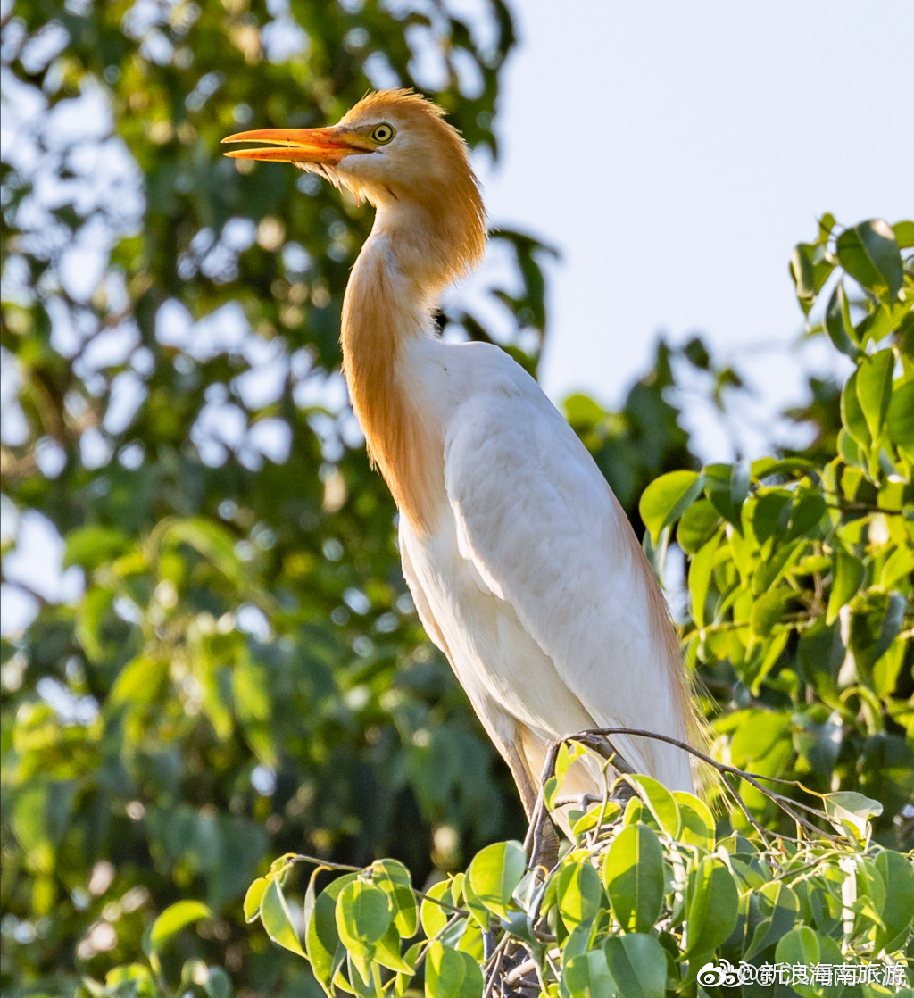 海南儋州鹭鸶天堂 .
