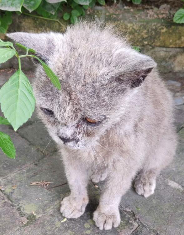 捡了一只皮肤病的流浪猫朋友劝我别养3个月后他却羡慕哭