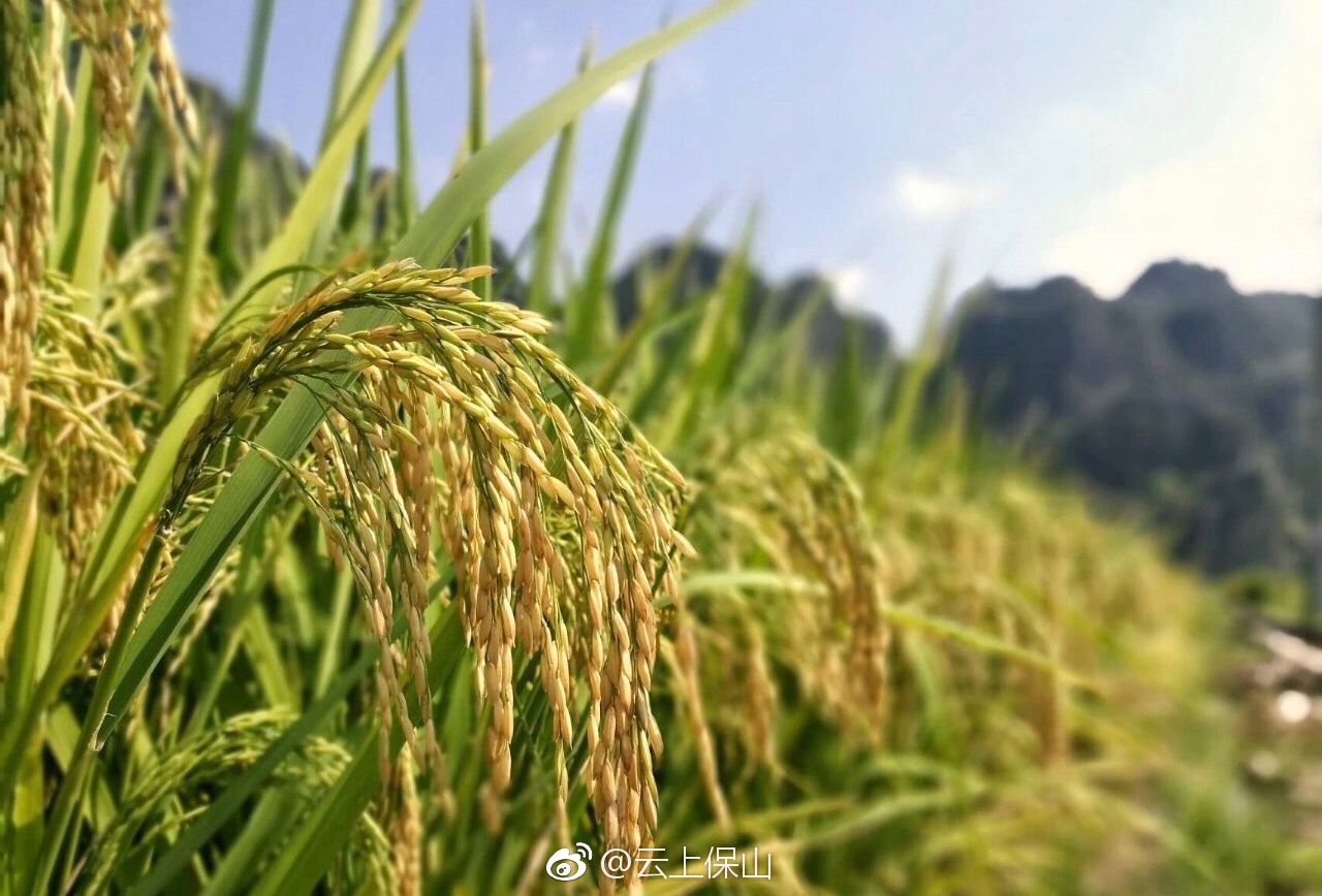 9月15日,我在西邑补麻稻花鱼田等你