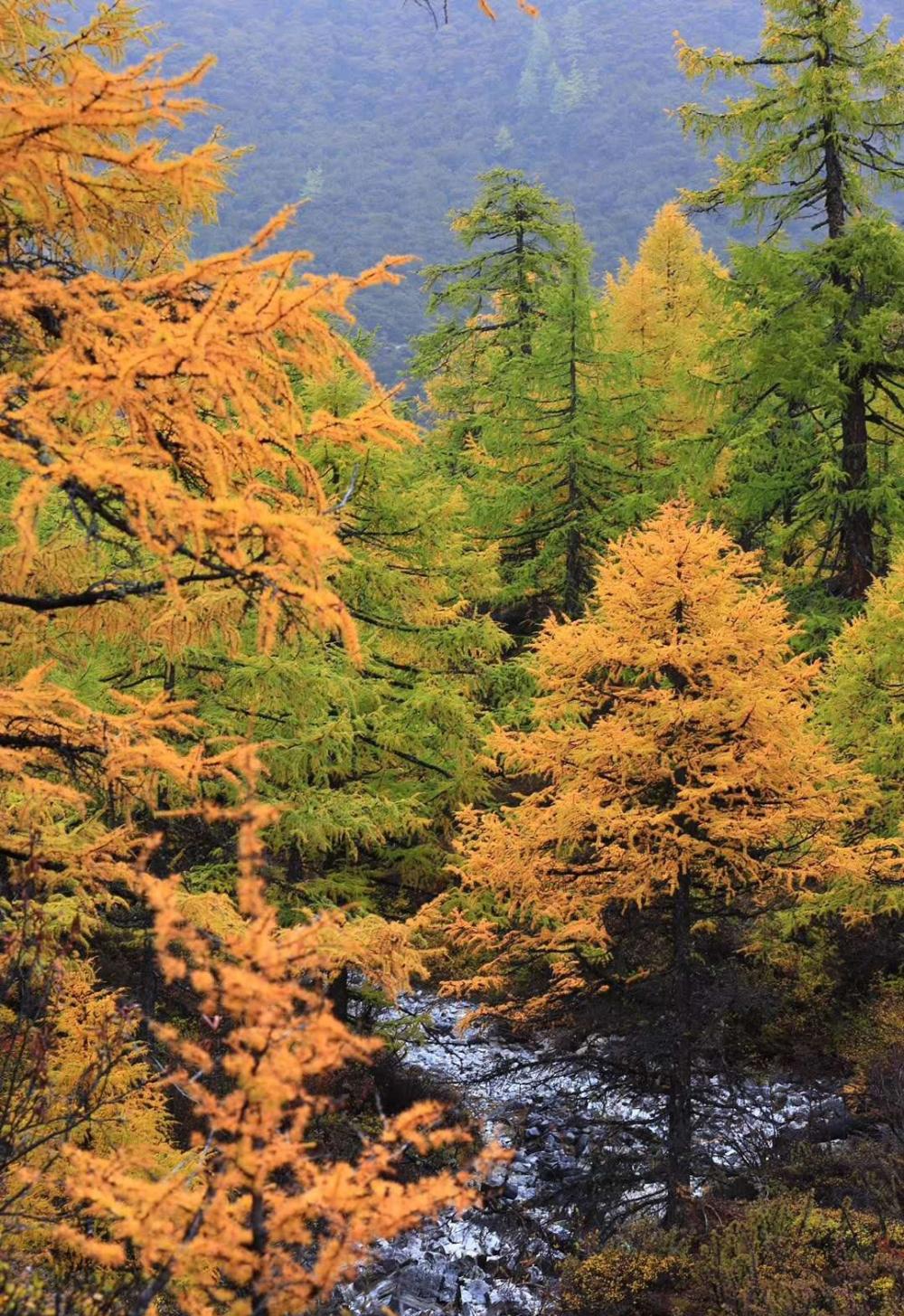 秋天的稻城亚丁, 处处都是美景, 张张都可以当桌面