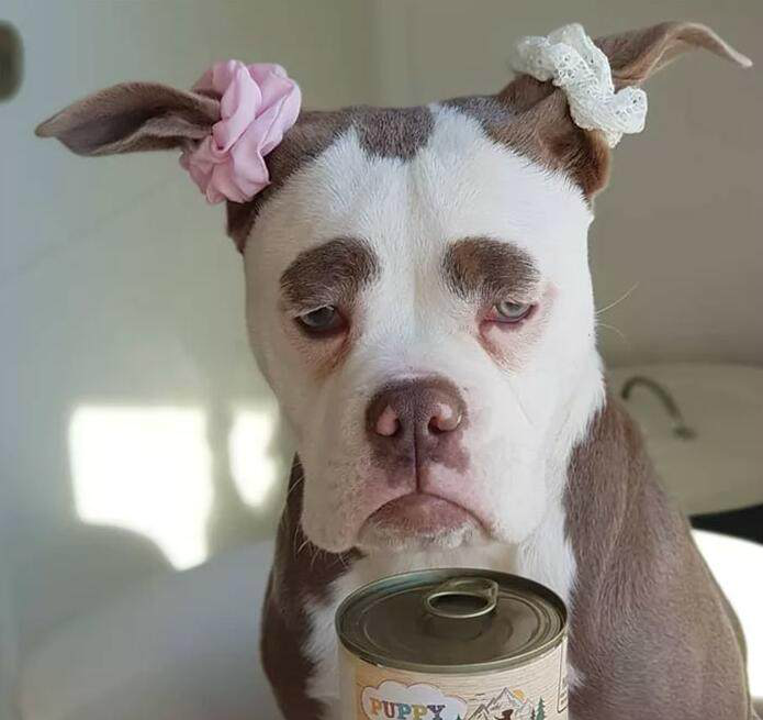 这只小狗天生倒霉相,无论什么时候看都愁眉苦脸的