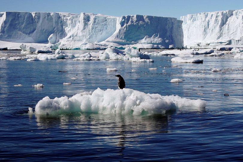 全球变暖使南极企鹅面临灭绝