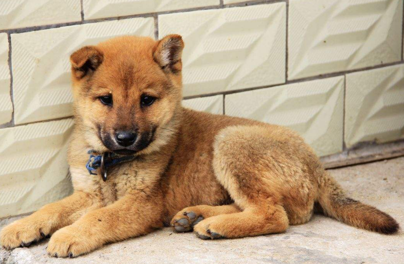 土狗为什么越来越少见了？是什么导致了土狗的消失|土狗|田园|狗狗_新浪新闻