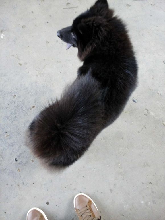 黑色萨摩耶,据说是跟熊熊杂交,好像有一只!