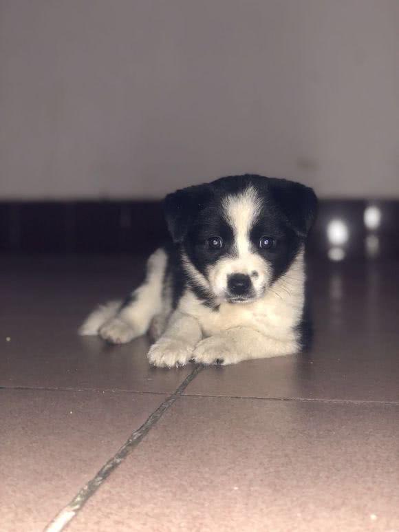 小区门口的一只小花狗遭群众围观,女孩看到顿时心酸不止