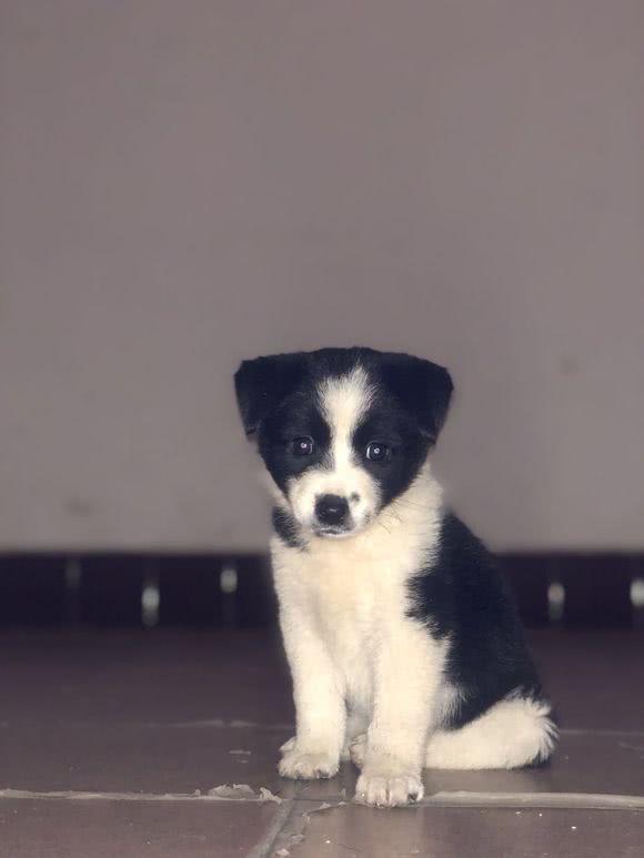 小区门口的一只小花狗遭群众围观,女孩看到顿时心酸不止