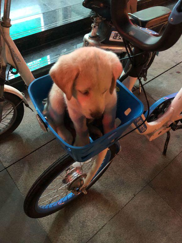 流浪小奶狗在店前觅食,男孩一脚踢开,小家伙吓得瑟瑟发抖