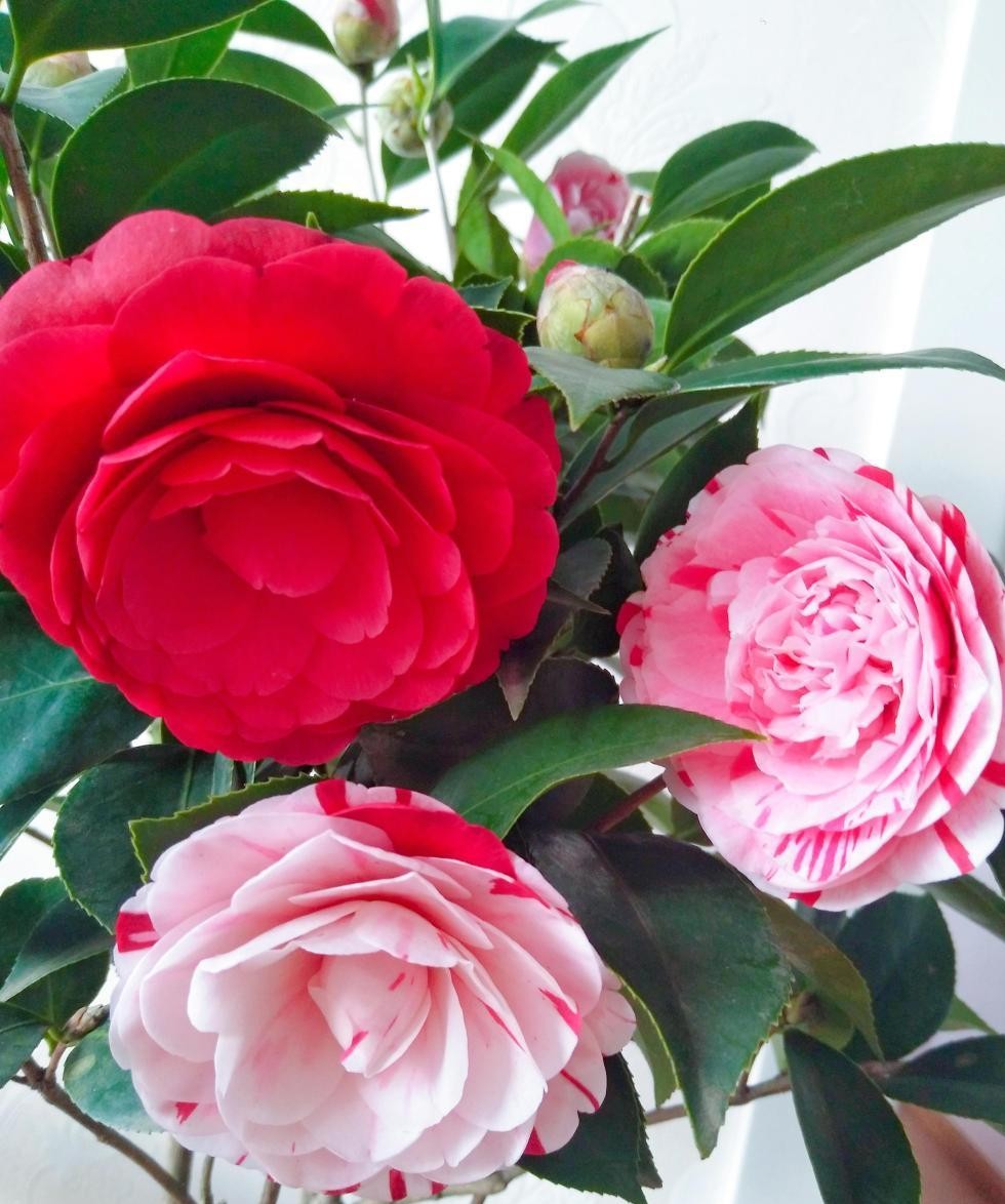 中国传统名花比牡丹花漂亮花大色艳红红火火花期达几个月