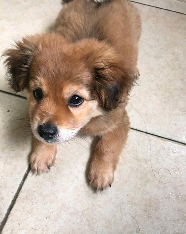 网友买纯种赛级金毛引争议,1500元买了土狗?狗主人的回应很有趣