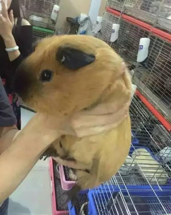 秘鲁巨型豚鼠颠覆你对荷兰猪的认知