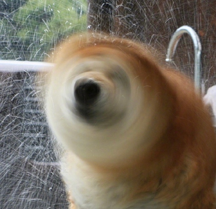 据说转走这些小柴犬风扇,这个夏天可以过的凉快些!