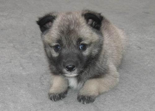 小土狗假装自己是一件衣服,跳进洗衣盆中:主人,洗白白我