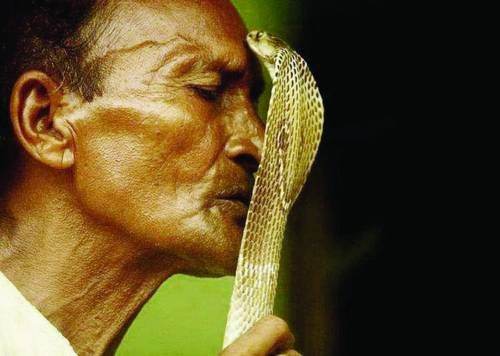 印度小哥觉得吸毒不够过瘾,开始吸毒蛇,被咬之后超开心!