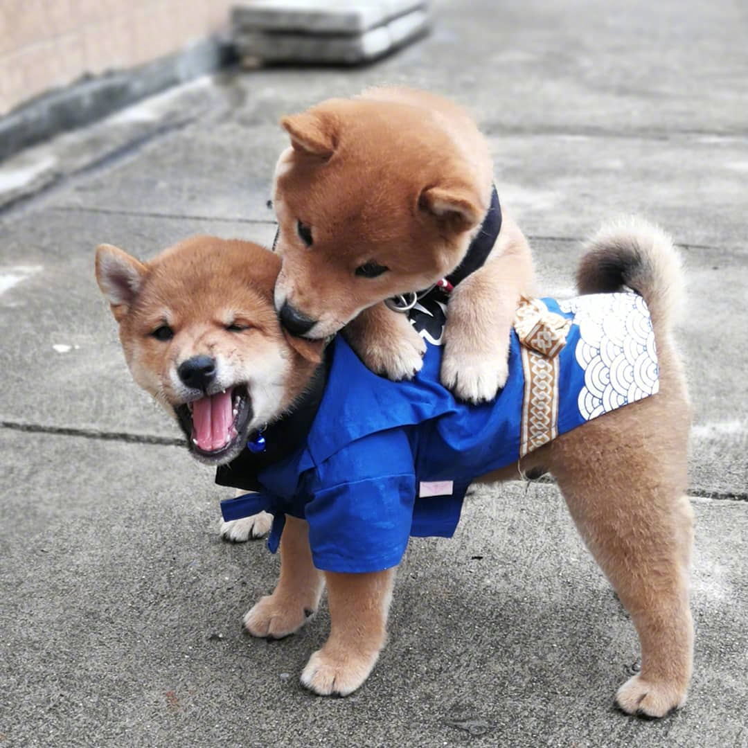 不知你对未来的计划里有没有一只小柴