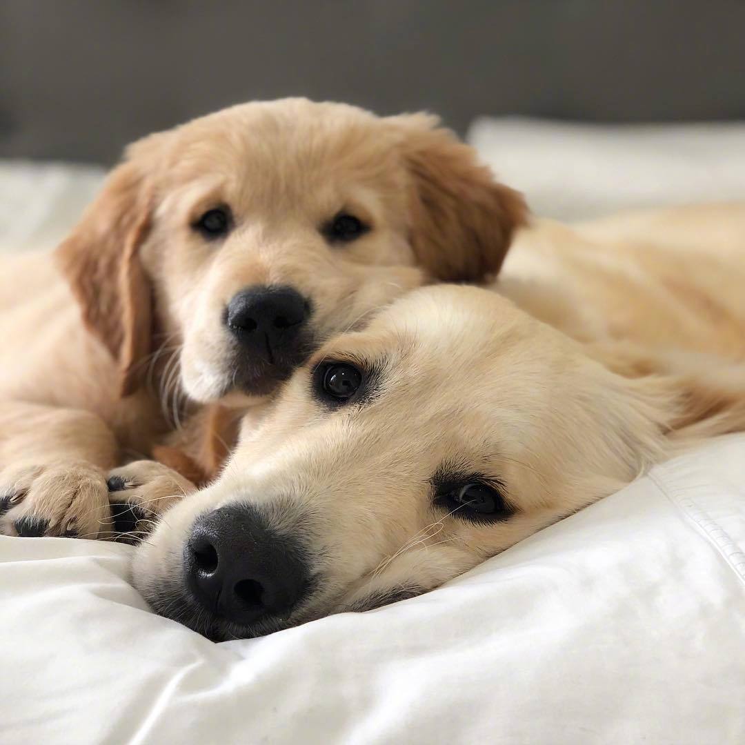 金毛兄弟俩kylo和小vader,每天黏在一起