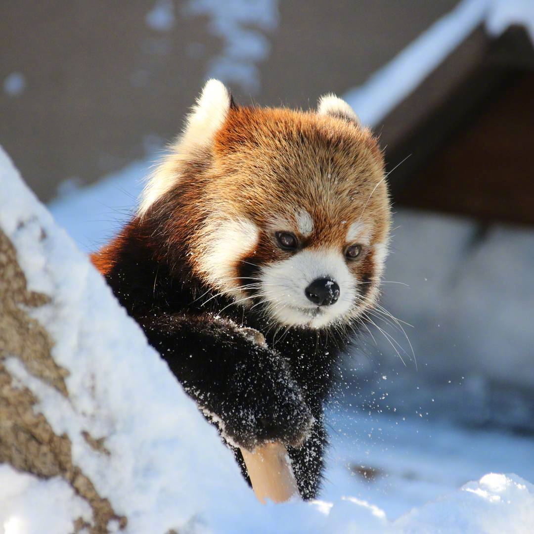 摄影师minatomirai镜头下円山动物园的小熊猫们爱吃苹果爱撒娇