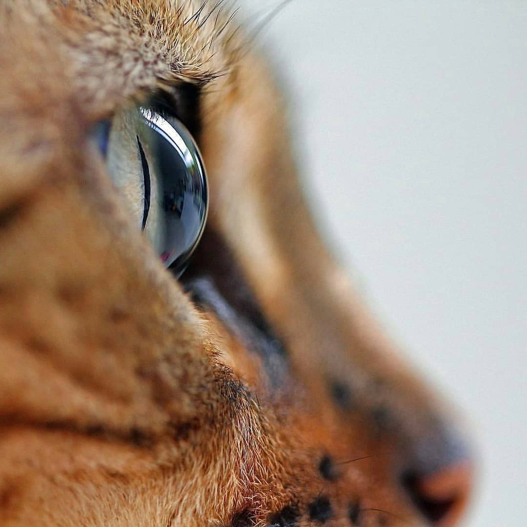 从猫咪的眼神中你看到了什么?