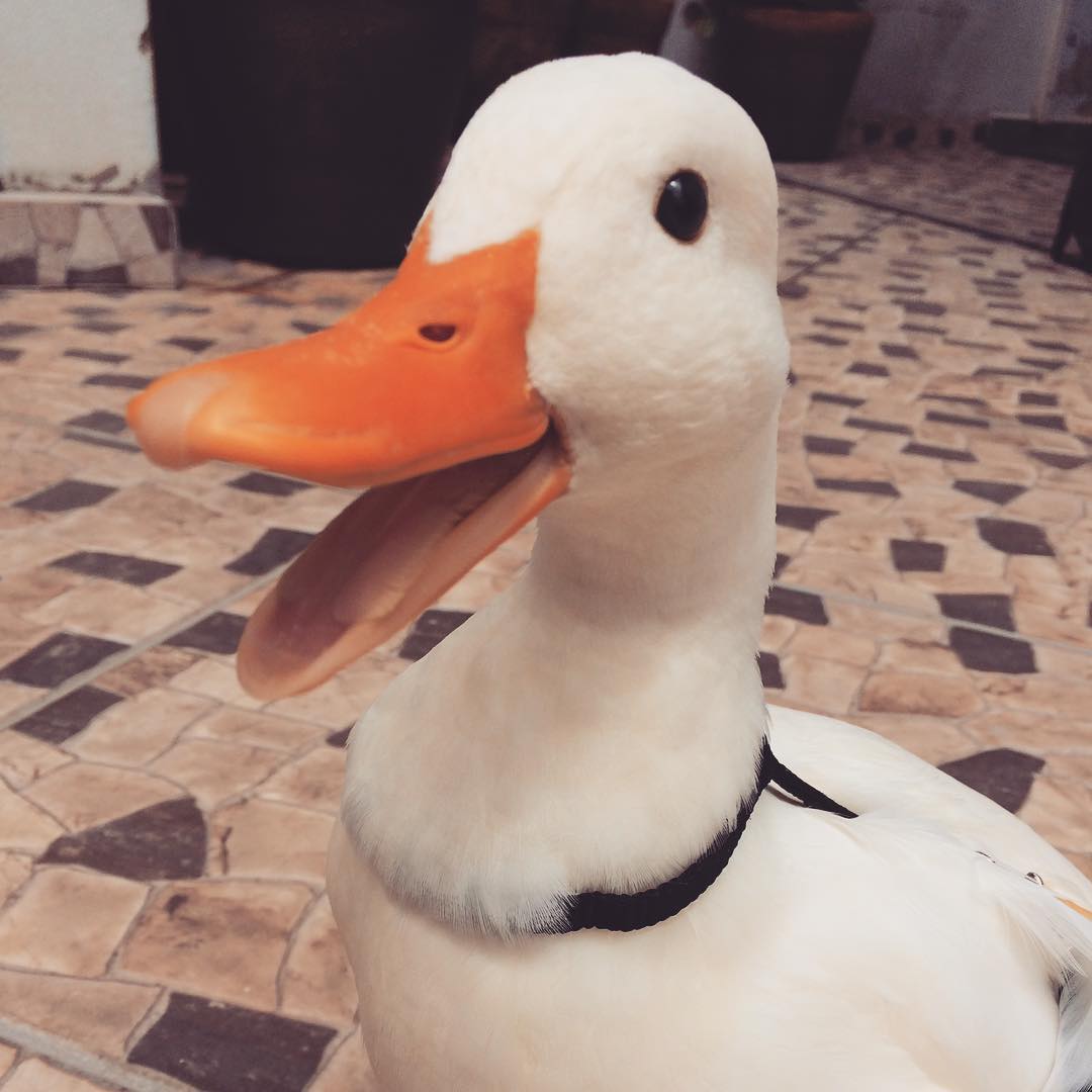 才发现鸭鸭也有这么多萌点不愧是宠物界冉冉升起的新星