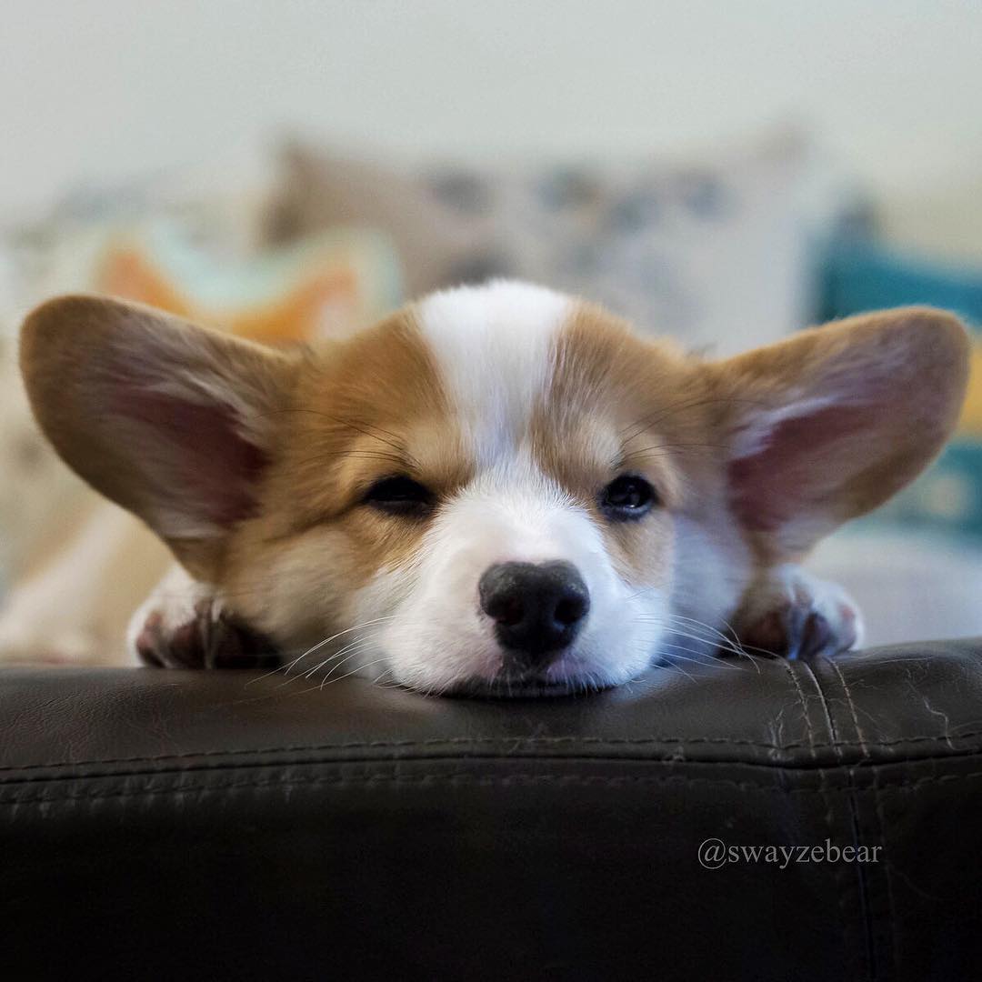 专属于柯基的终极大招,腿长的汪星人只能望而兴叹!