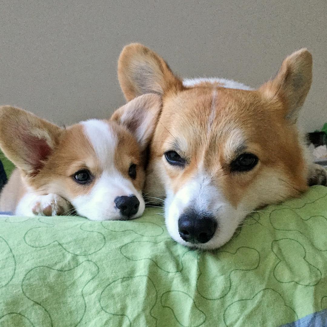 专属于柯基的终极大招,腿长的汪星人只能望而兴叹!