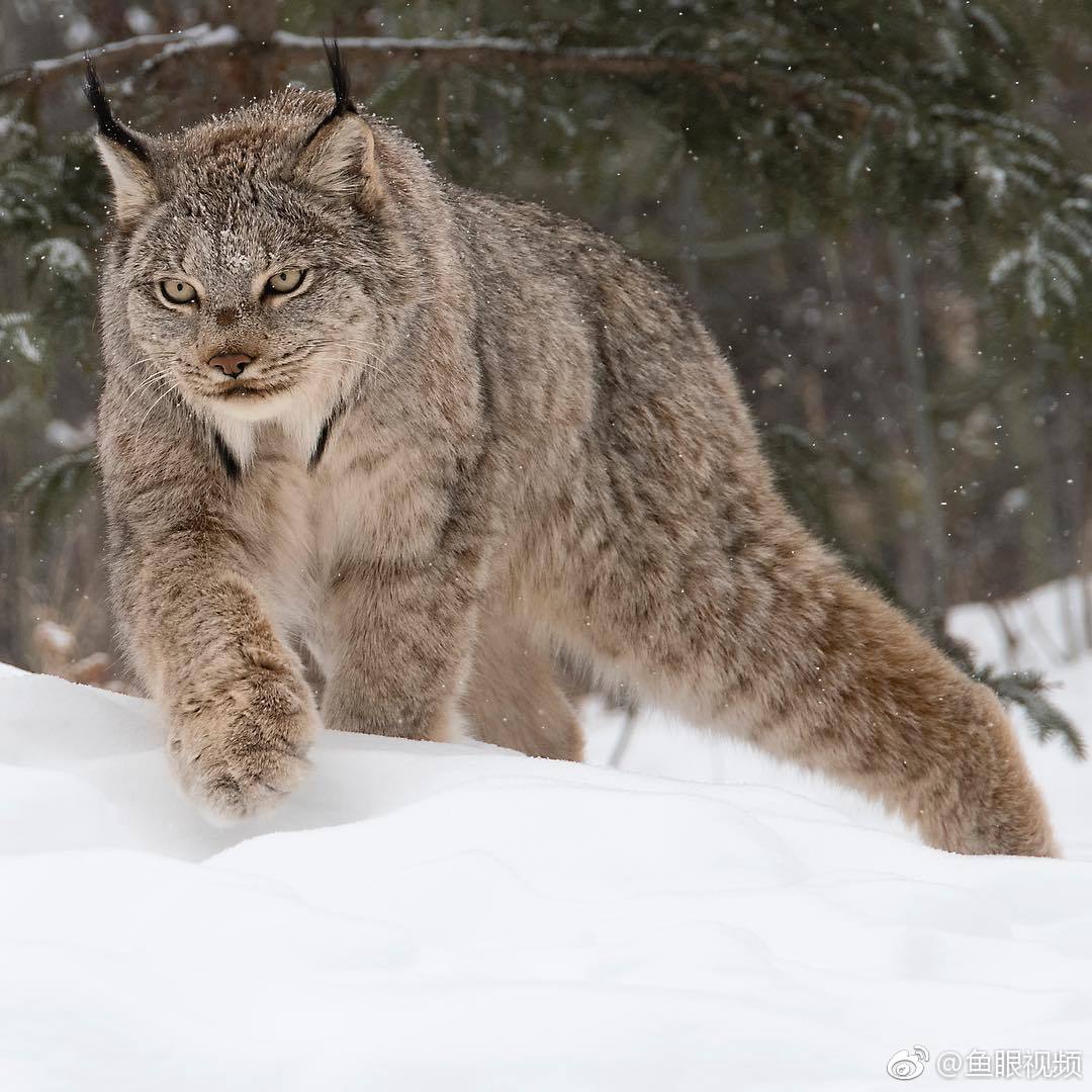 猞猁属于猫科体型似猫而远大于猫那么可爱真想抱回家