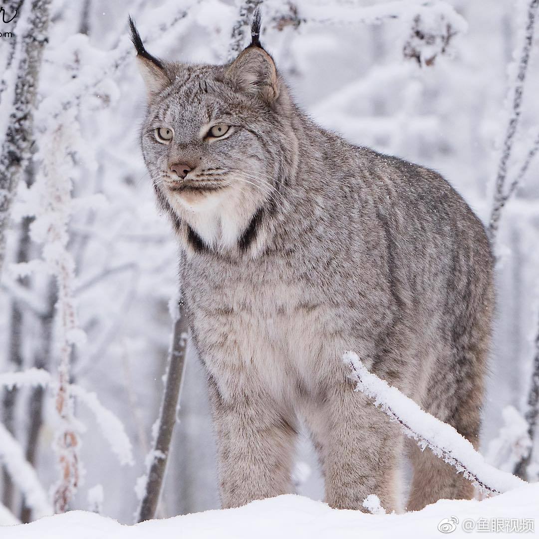 猞猁属于猫科体型似猫而远大于猫那么可爱真想抱回家