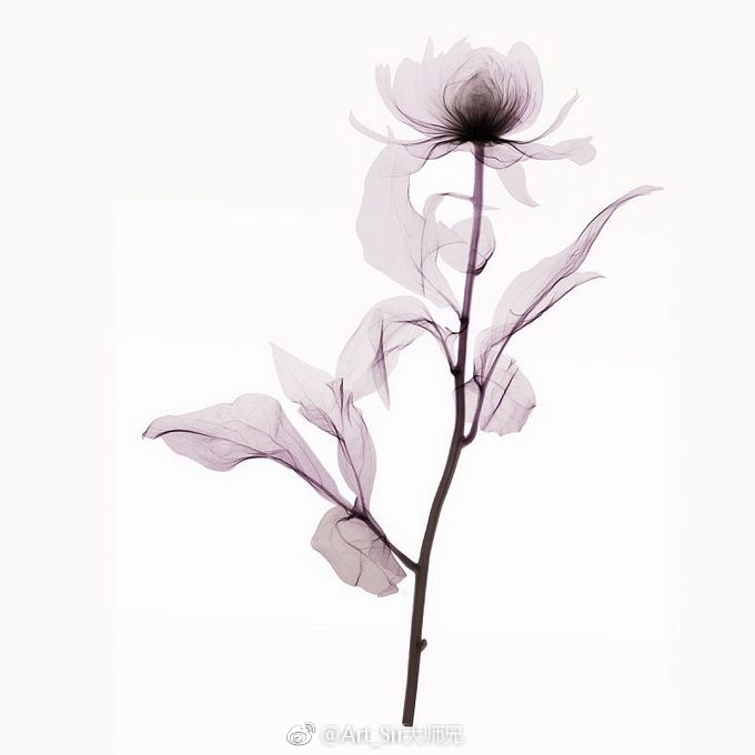 花 脉