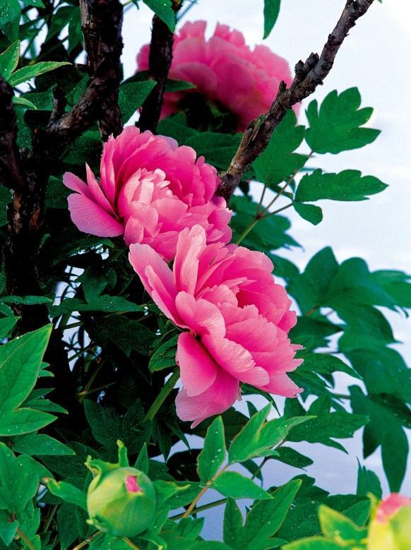 牡丹摄影百媚千红傲春风