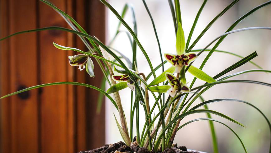 最名贵的10种兰花品种有一个姿态像幽灵