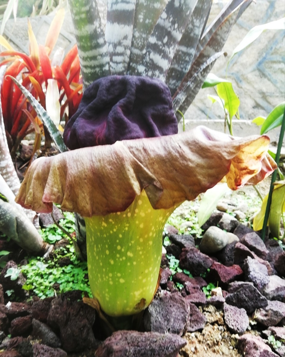 植物园奇趣植物区盛放的疣柄魔芋