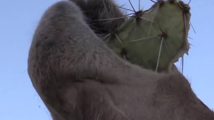 为什么骆驼是唯一敢吃仙人掌的动物?看完长知