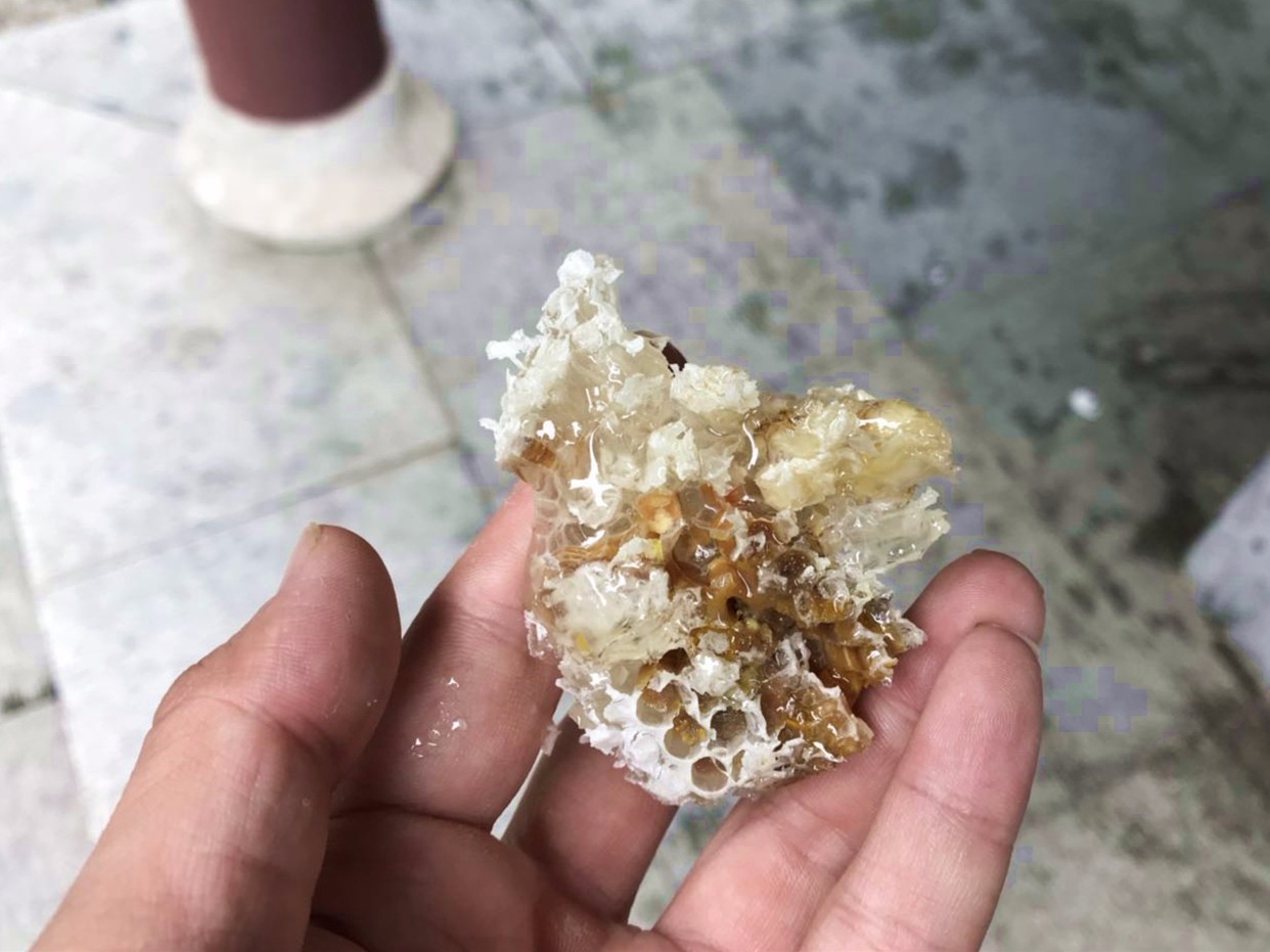 景区蜜蜂窝大如斗吓坏游客,大叔全副武装挪窝收获大盆蜂蜜