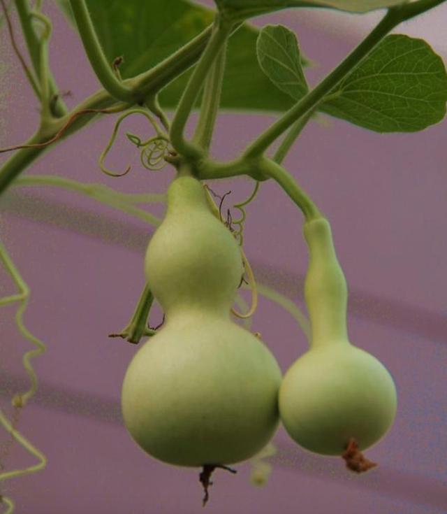 2-3粒种子埋土里,一条葫芦秧爬满墙,秋天小葫芦收一筐