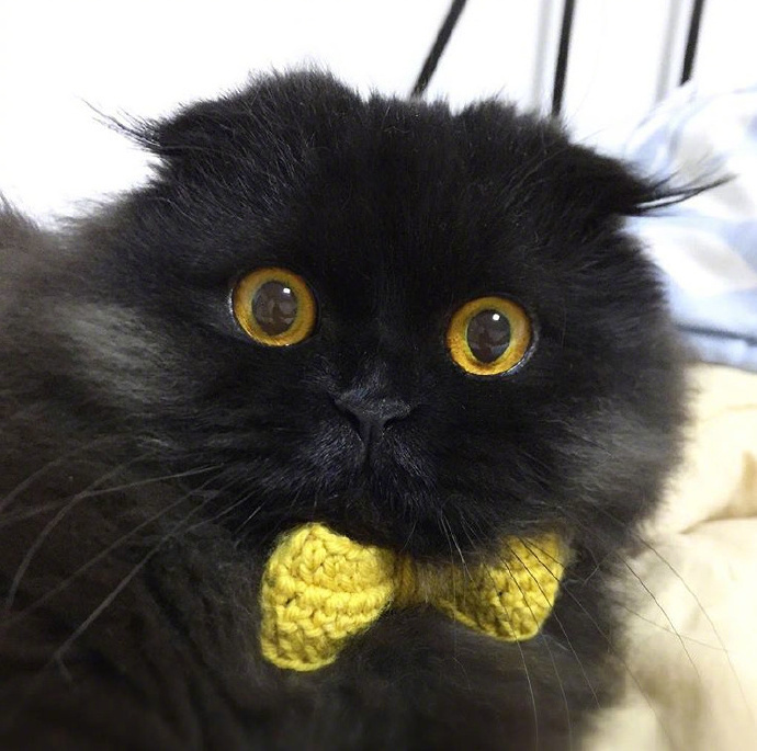 这只黑猫竟然可以长得如此可爱.