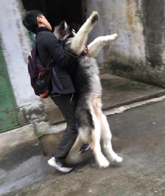 一只雨天怕弄脏自己非要主人抱着走的阿拉斯加, 心疼铲屎官