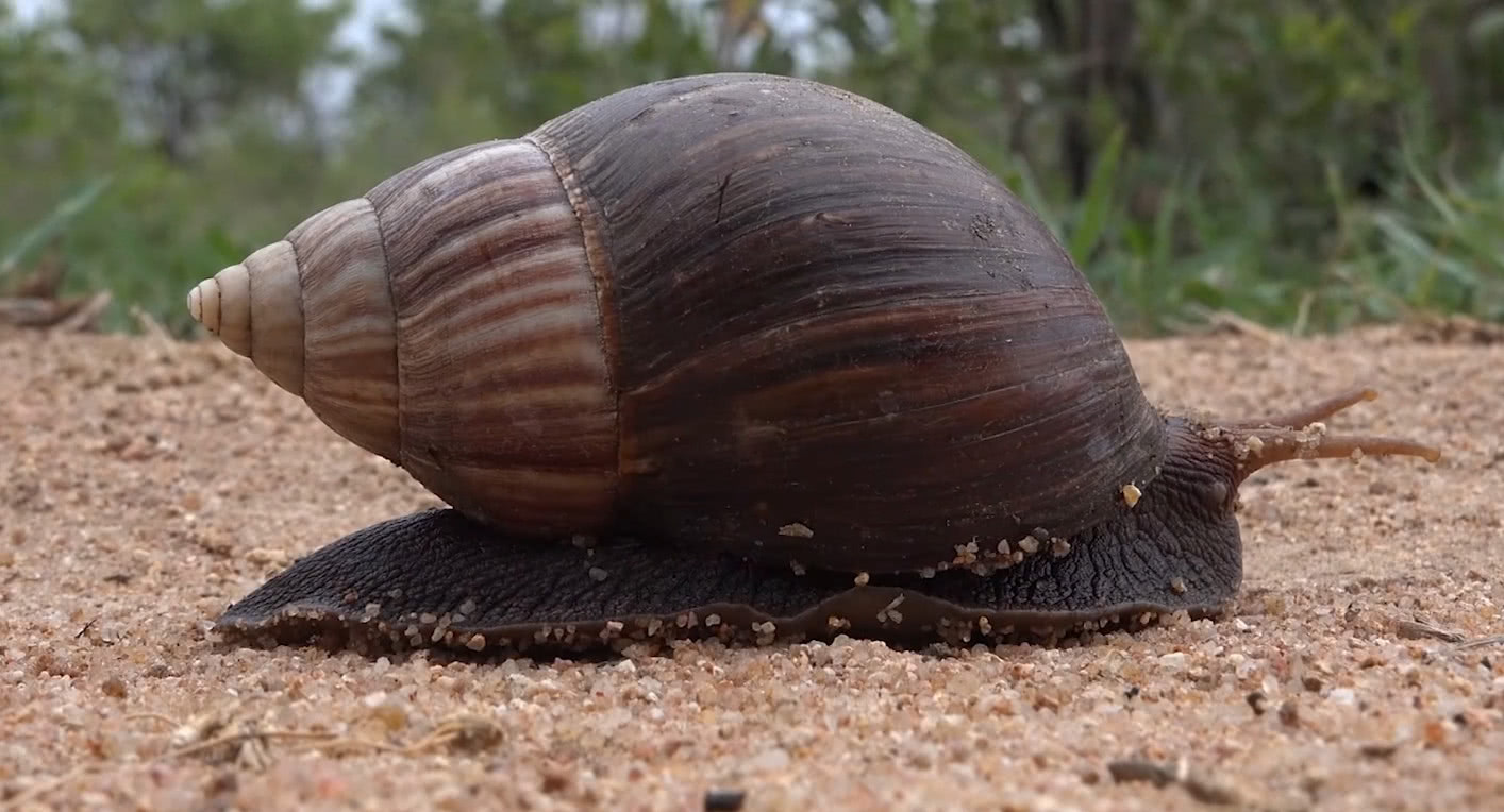 非洲这一动物在别的国家是入侵物种,在这里却被吃到快要灭绝|蜗牛
