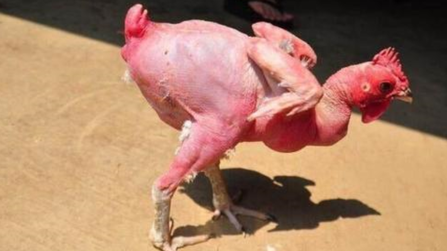 德国专家培养出杂交的鸡全身上下竟无一根毛产蛋能力提高了20%