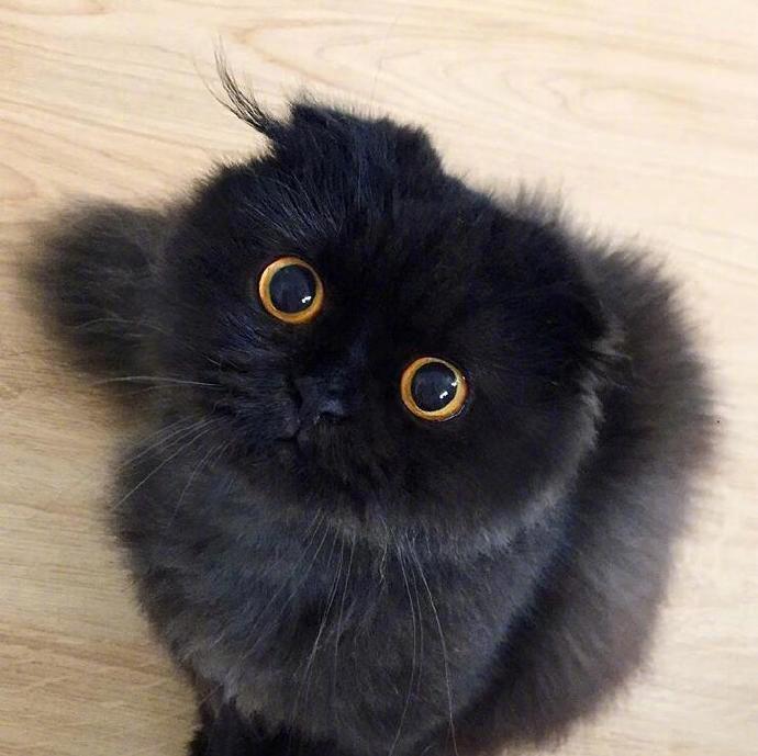 这只黑猫竟然可以长得如此可爱.