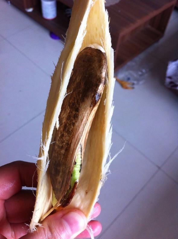 4种果核吃完就扔可惜,埋在土里,5天后观叶又收果!