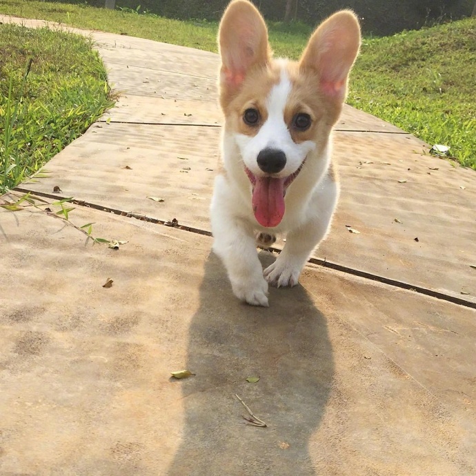 超萌的短腿小柯基