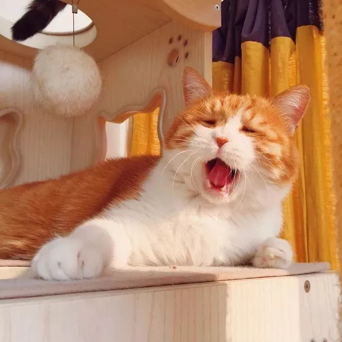 晒着太阳,睡着觉,温暖惬意,猫生何求.