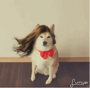 292_287gif 动态图 动图