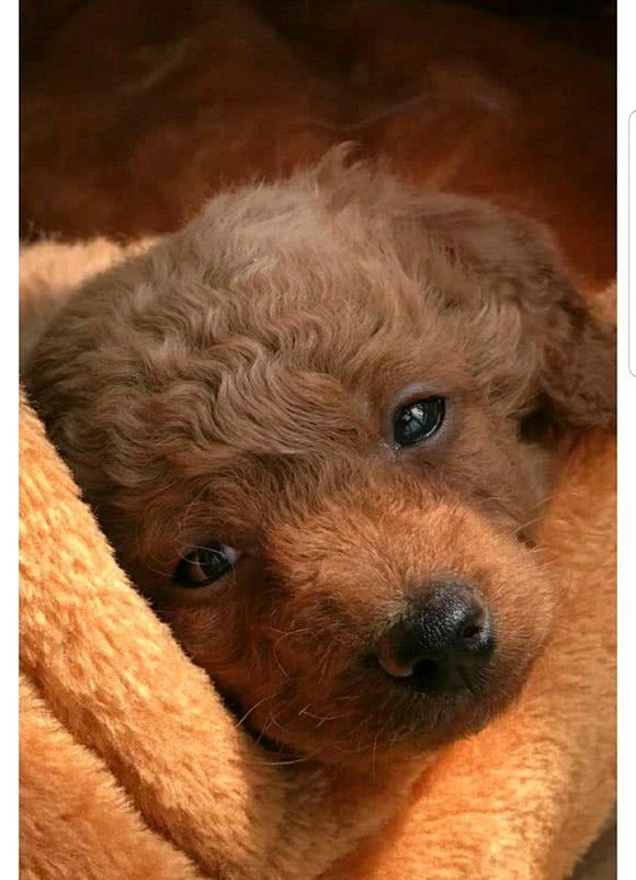 女子买回家的泰迪变羊驼,一气之下扔进了垃圾桶,狗狗哭了!