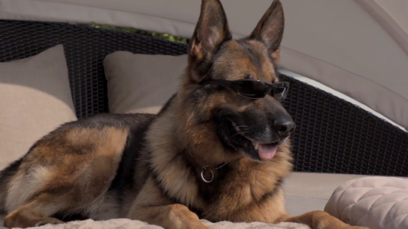 世界上最有钱的狗!20亿存款,豪宅无数,吃饭都是美女喂