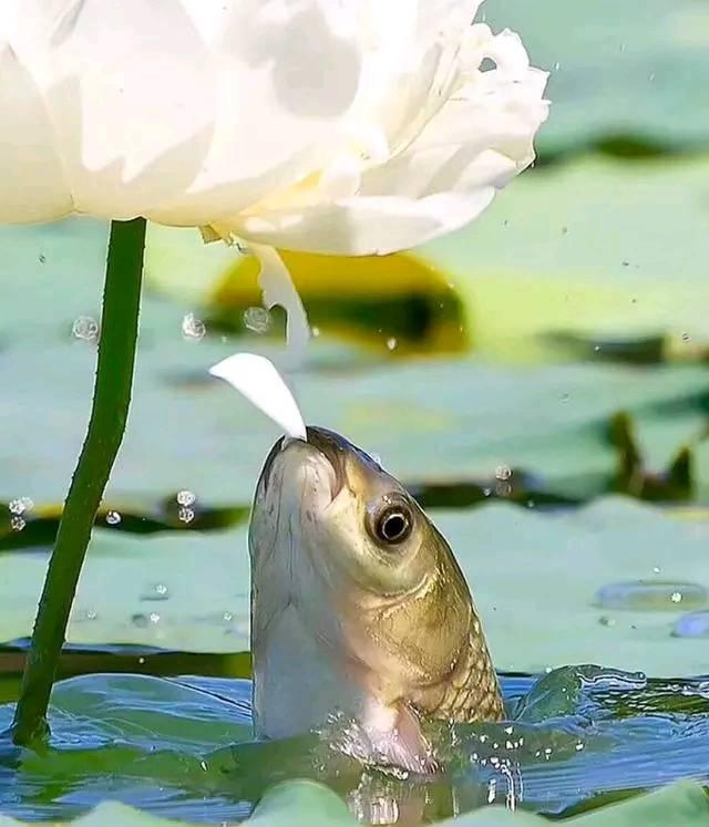 心理学:你觉得哪张鲤鱼衔荷叶最美?测你最近有没有好运降临!