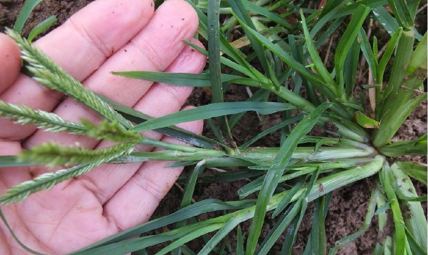 在农村牛筋草遍地可寻但是用它可以治病却少有人知晓