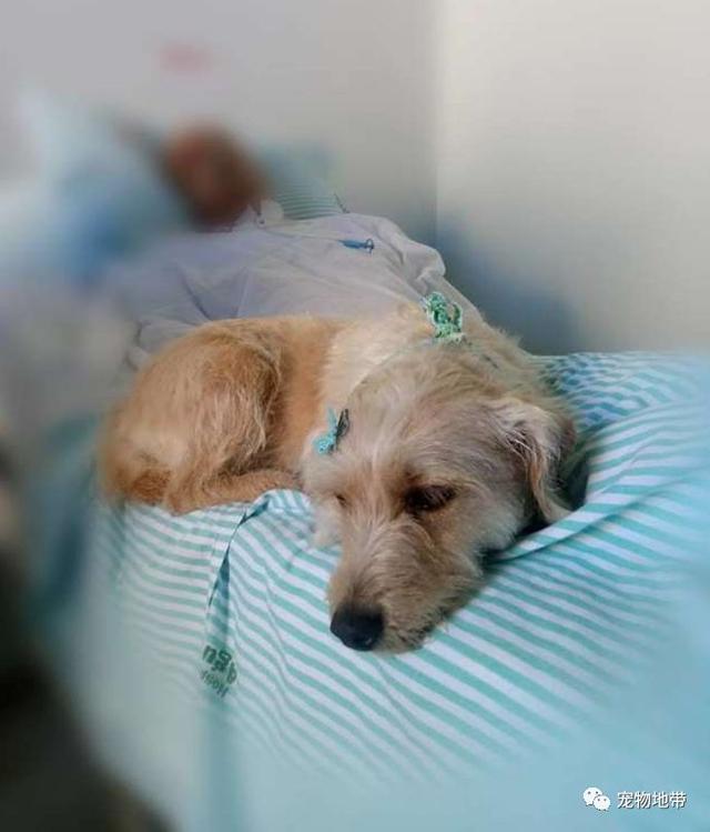 为见患病主人狗狗在医院门口守候两星期 院方破例让它们进入病房