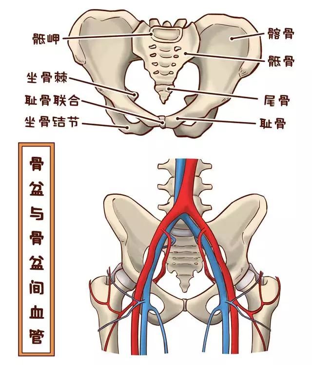 练习这些体式,你的腿越来越直