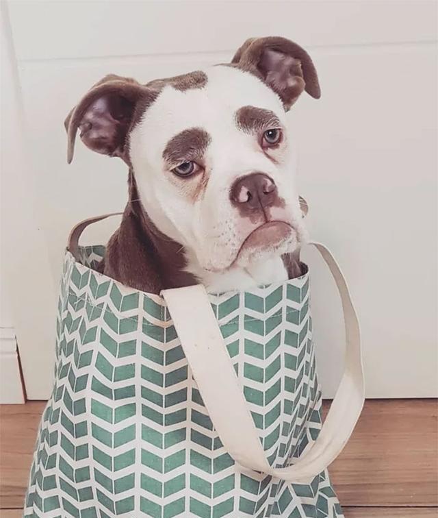 狗狗因为天生一副八字眉,成为最悲伤的狗狗,全是眉毛惹的祸